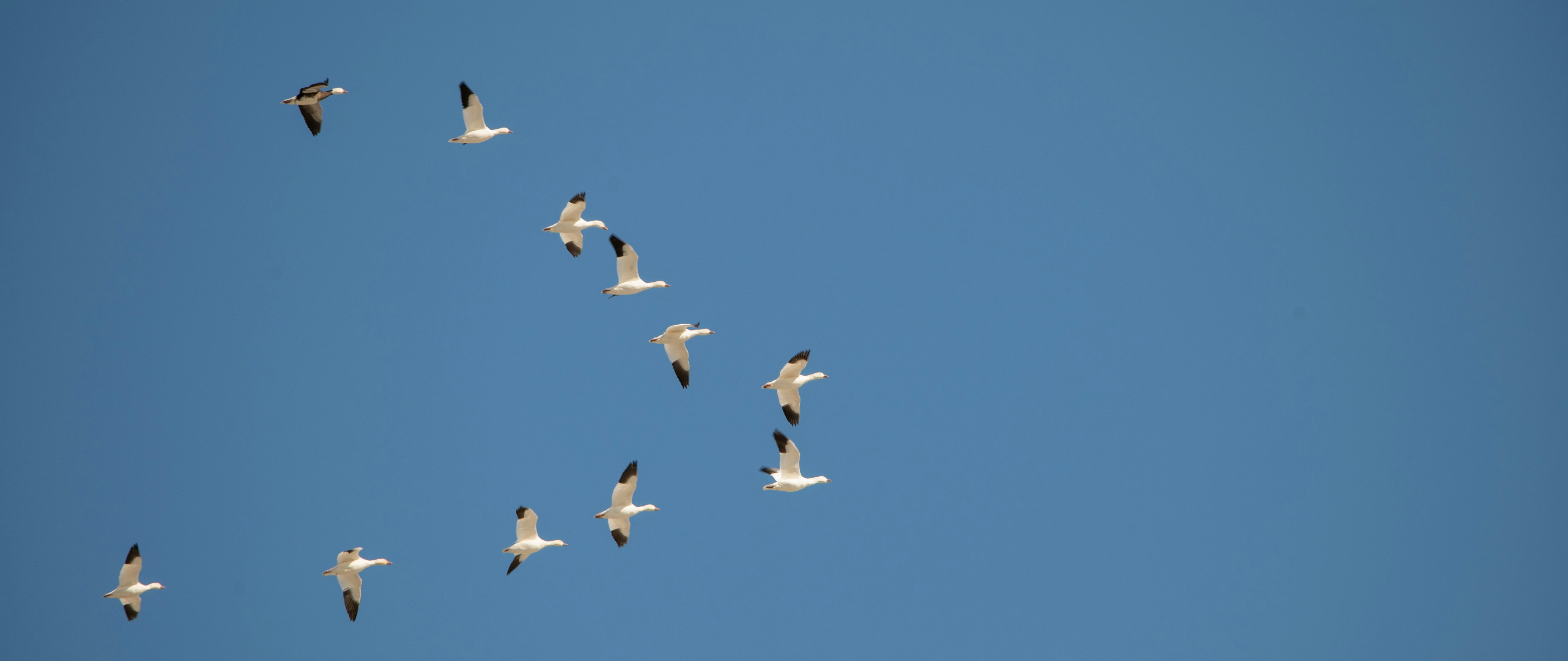 Migration patterns of Canadian geese